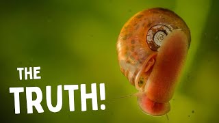 How Bad Are Pest Snails for Your Aquarium [upl. by Htrag349]