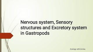 Class Gastropoda  Nervous system Sensory structures and excretory system of class Gastropoda [upl. by Meeka686]