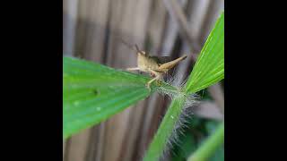 GOOD CAMO IN DRIED GRASS insects grasshopper good camouflage driedleaf insecthabitat grass [upl. by Yentruocal]