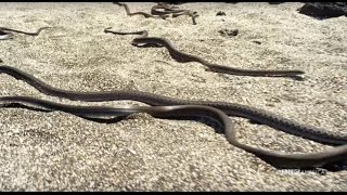 Snake vs Iguana  Planet Earth II  Saturdays  98c [upl. by Server651]