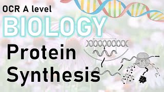 Protein Synthesis transcription translation  A level Biology Revision  OCR AQA Edexcel [upl. by Morna]