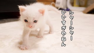 ルーシャー爆誕、保護子猫、初めて猫に恐怖を覚えた日【瀬戸のベル日記】 [upl. by Pacien]