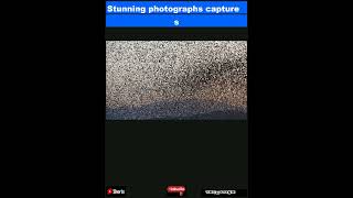 Stunning photographs capture starlings migrating through EuropeShorts [upl. by Thomson]