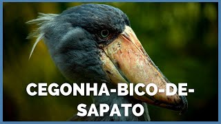 CegonhaBicodeSapato à Beira da Extinção [upl. by Atilegna]