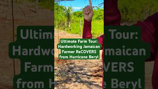 🙏💪EXCLUSIVE FARM TOUR HARDWORKING Jamaican Farmer STARTS OVER After Hurricane Beryl BATTERING [upl. by Lantz]