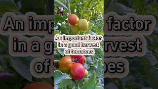 Tomato pruning garden gardenplants viralvideo gardening farming fyp tiktok youtubeshorts [upl. by Kappel]