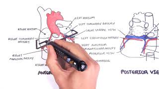 Clinical Anatomy  Cardiac Coronary Vessels left and right coronary artery venous sinus [upl. by Valentino]