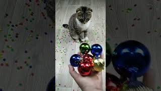 Cat barsik reverse video cat catvideos billi [upl. by Alraep837]