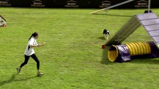 Dog Sports Medium Dog Agility Competition [upl. by Lundell870]