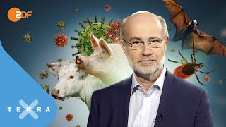 Schweinepest Corona amp Co  der Vormarsch neuer Viren  Leschs Kosmos [upl. by Aicenet]