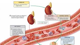 The Kidneys Erythropoietin [upl. by Ocsicnarf522]