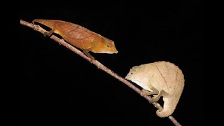 Rhampholeon temporalis from E Usambara Mts Tanzania [upl. by Eldnek]