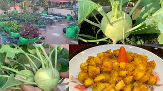 Harvesting Organic Kohlrabi Ol Kopi For Cooking Delicious Kohlrabi Sabji Recipe [upl. by Miller]