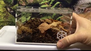 Tarantula Cribs Enclosure Review How Do They Work for Isopods [upl. by Ytsud]