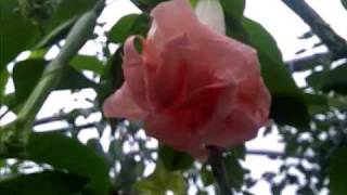 brugmansia pink perfection [upl. by Ailene]