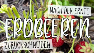 🍓 Erdbeeren nach der Ernte zurückschneiden 🍓 Blätter abschneiden  KompostampLiebe [upl. by Groves34]