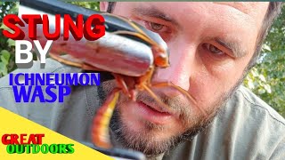 Stung by parasitic wasp parasitoids Ichneumon wasp sting test [upl. by Nelan]