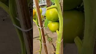 gardening UK tomato plant are growing tomatoes are getting ready for harvest [upl. by Godiva26]