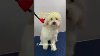 Puppies are forever 🥰beforeafter grooming doglover dogoftheday whitbygroomer poodlelove [upl. by Martine]