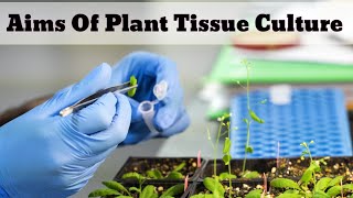 Aims Of Plant Tissue Culture  Lec 02 [upl. by Oswal]