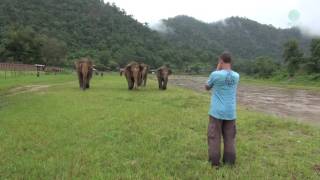 A Man Call Elephant In Different Angle  ElephantNews [upl. by Anhej49]