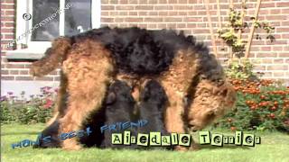 Airedale Terrier 01  puppy love [upl. by Anthony]