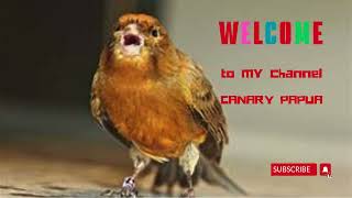 This Canary WILL SURPRISE YOU  Canary Singing Practice Video [upl. by Ignacius782]