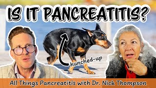 Does My Dog or Cat Have Pancreatitis [upl. by Ahseim]