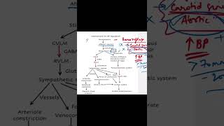 Baroreflex physiology  cardiovascular system physiology mbbs mbbs1styear physiology [upl. by Isidro]