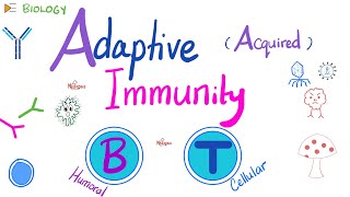 Adaptive Acquired Immunity  Immunology  Biology 🧬 of Immune System [upl. by Hosfmann383]