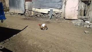 Amazing Rabbit mating with chicken hen on the street [upl. by Wallach]