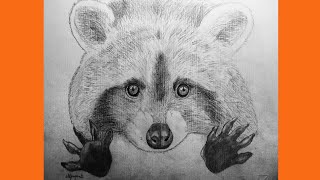 Procione Raccoon  Speed Drawing  Disegno a matita [upl. by Bud]