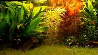 How to make aquarium CO2 system for little money [upl. by Ahsied988]