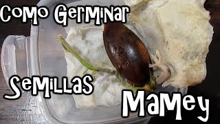 Como Germinar Semillas de Mamey  México Verde [upl. by Diarmuid553]