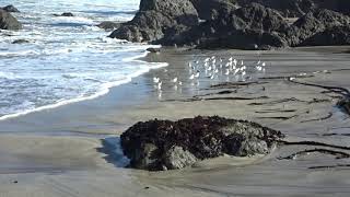 Plovers on beach  00020 [upl. by Etteyafal]