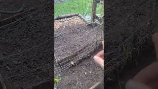 How to make potting soil out of the old mulchyou composted [upl. by Elleiram599]