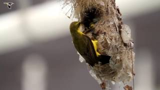 Olivebacked Sunbird Removing Fecal Sac from Nest [upl. by Yenaffit]