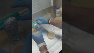 Easiest method to perform Antimicrobial Activity of plant extractPart 1 [upl. by Letnom]