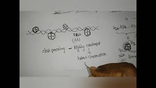 chromatin remodeling heterochromatin euchromatin [upl. by Lizbeth370]