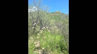 Calling Blackcapped Gnatcatcher at California Gulch [upl. by Amaral92]