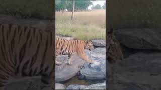 Panna Tiger Reserve Madhya Pradesh [upl. by Girardi]