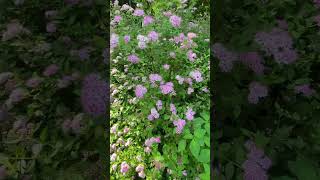 Little Princess Spirea  Spiraea Japonica  a Beautiful Shrub  Bush  Bushes Shrubs Myplants2024 [upl. by Carlene]