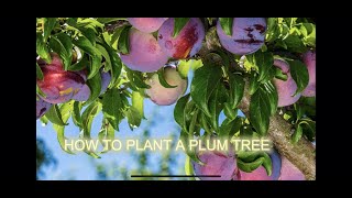 Planting our ￼ Methley Plum tree [upl. by Alian447]