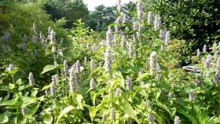 Anise Hyssop Agastache foeniculum part 1 [upl. by Ashby]