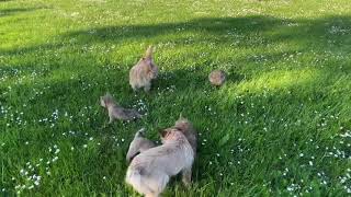 Cairn terriers playing [upl. by Elane290]