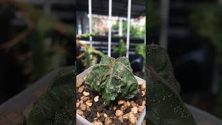 Top side of Astrophytum Ornatum cv Fukuryu turn red is it the sign of grow thorns cactaceae [upl. by Salchunas]