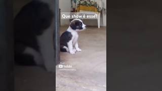 Show da chucha 3 viralvideo xuxa agenciadepublicidade familiaoliveira17k humor pets show [upl. by Yesnel]