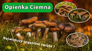 Opieńka ciemna Armillaria ostoyae [upl. by Ynahteb]