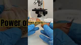 GARLIC VS BACTERIA UNDER MICROSCOPE shorts garlic amazing facts [upl. by Anairuy]