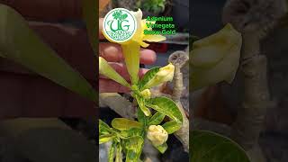 Adenium Tumpuk Varigata Snow Gold [upl. by Cychosz]